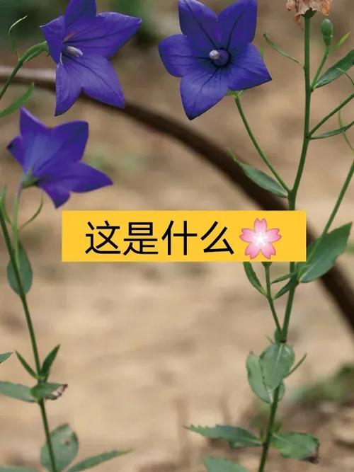 桔是念ju还是念jie游戏截图