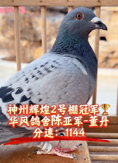 赛鸽名家视频