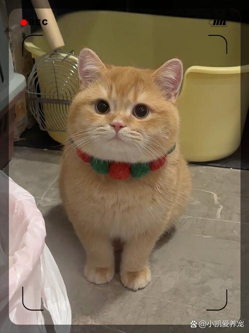 猫咪丢了怎么找回来
