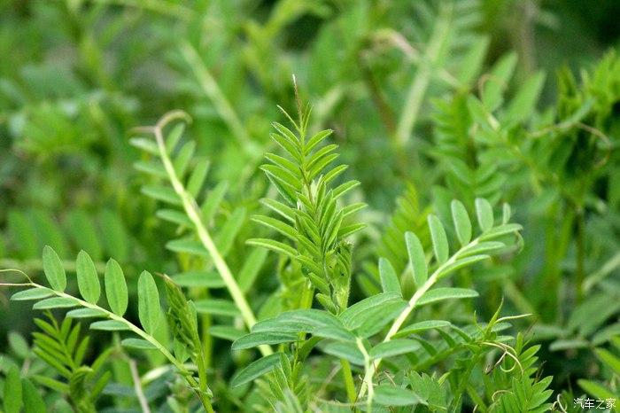 野豌豆开花了还能掐尖吗缩略图