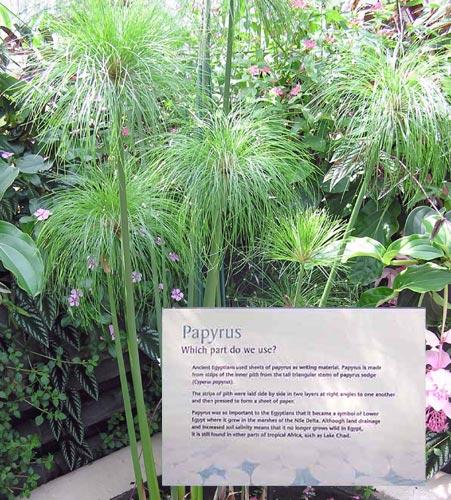 papyrus是什么植物图标