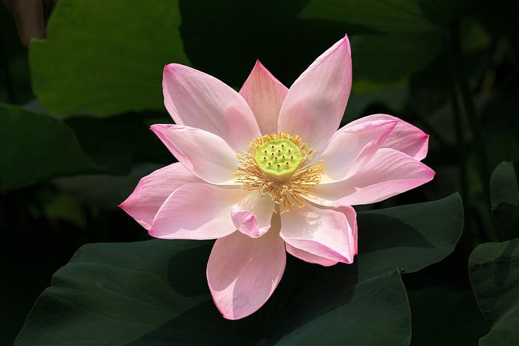 荷花视频素材下载