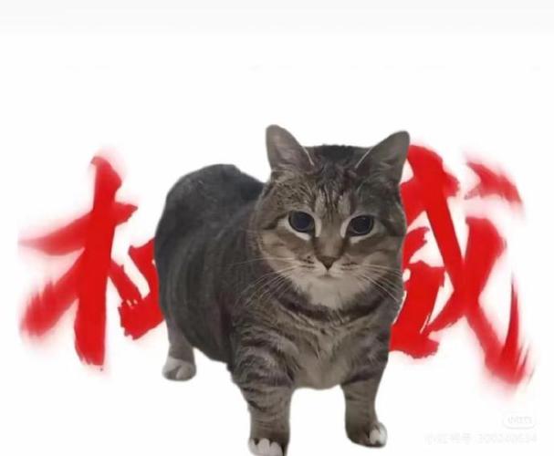 权威小猫图片