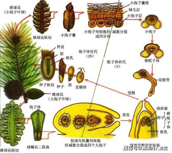 裸子植物有花和果实吗