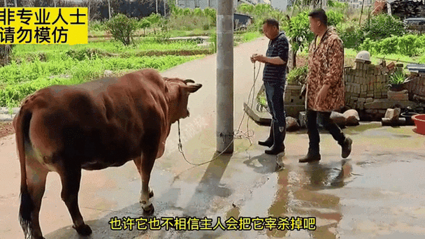 螺丝刀杀牛是哪个部位