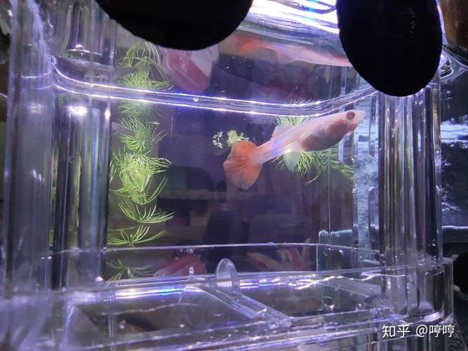 孔雀鱼身上有黑色圆点
