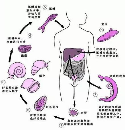 寄生虫生存缩略图