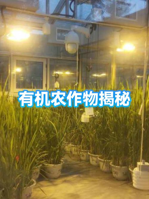 农界是真的吗