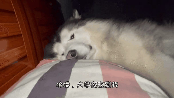 主人该睡觉了铃声下载