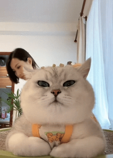 抢购猫是真的还是假的