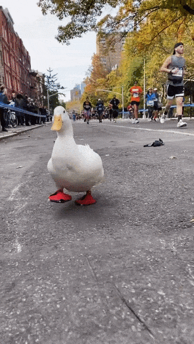 鸭子跑步动图