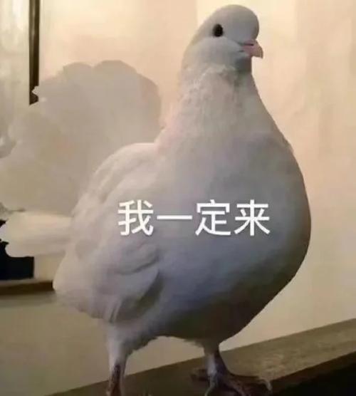 快穿临安by十年修成鸽子精