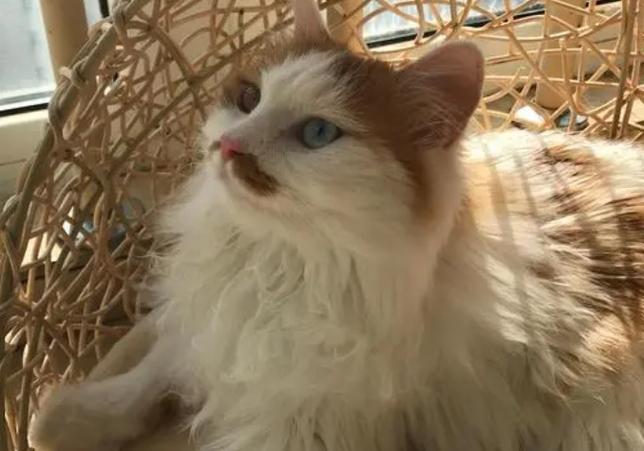 猫像噎着似的脖子一伸一伸的