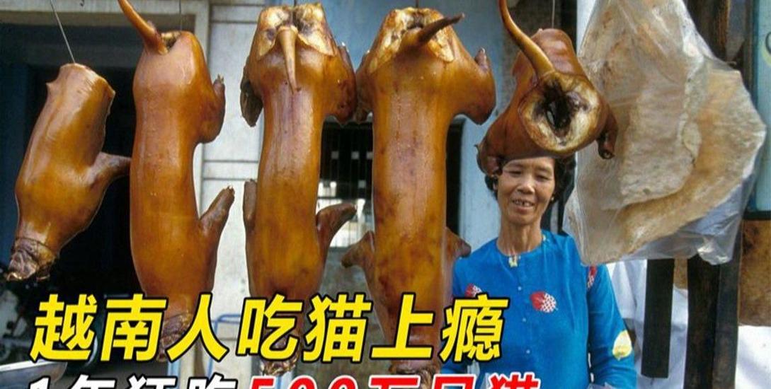 吃猫肉的下场