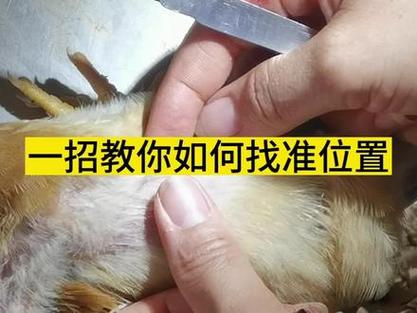 阉鸡下刀位置3d图解大全