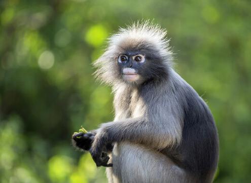 langur monkey