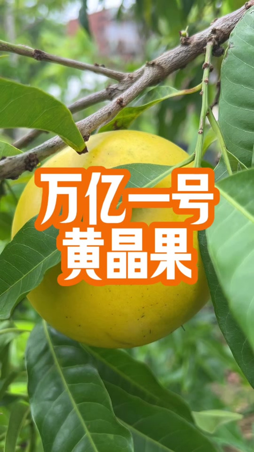 黄晶果树苗多少元一棵缩略图