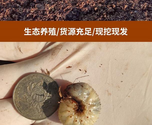 蛴螬养殖技术全过程视频