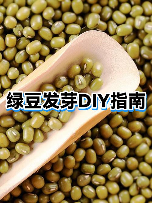 怎么生绿豆芽最快方法