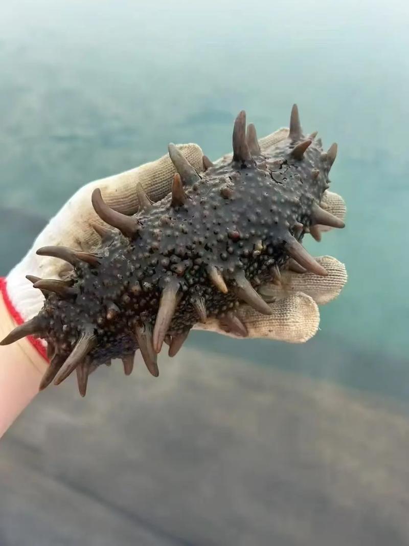 吃靶向药能吃海参吗
