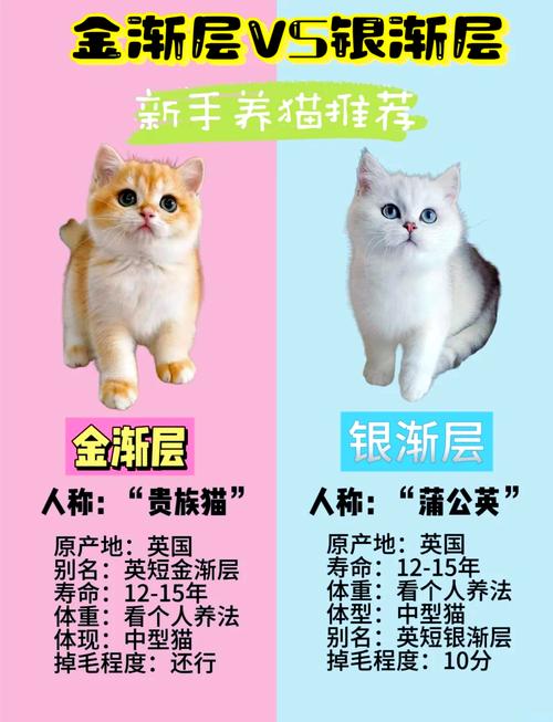 金渐层寿命一般多少年