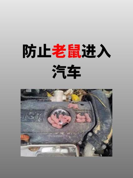 老鼠进宅的6大预兆