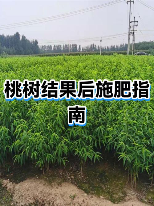 桃树最爱肥料第一名