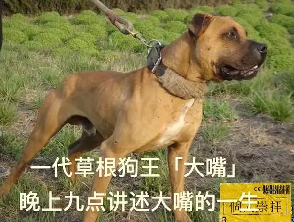 求购比特犬