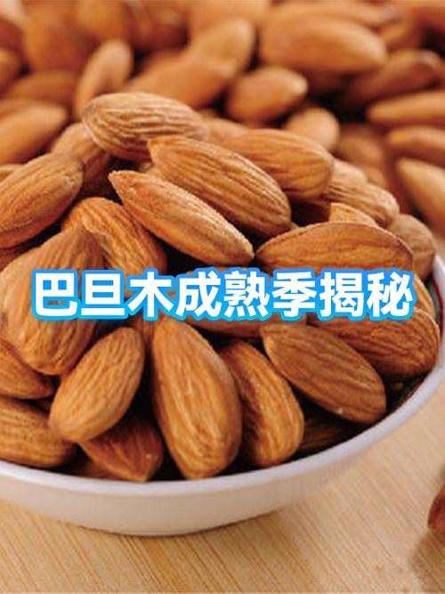 巴旦木仁的功效与作用