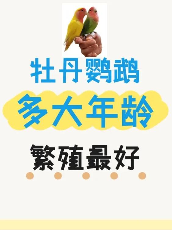 牡丹鹦鹉可以一夫多妻吗