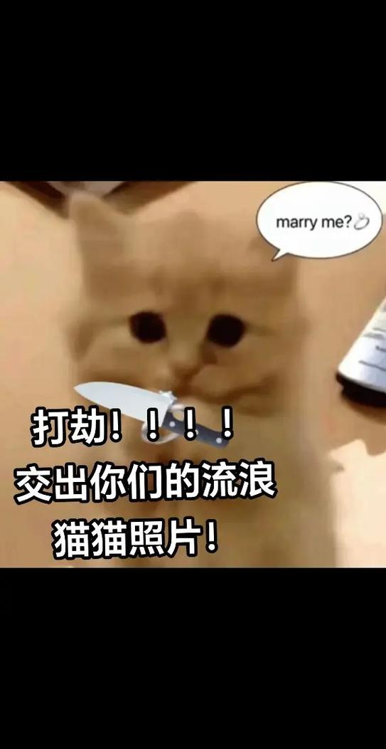 圣火喵喵教小说出处