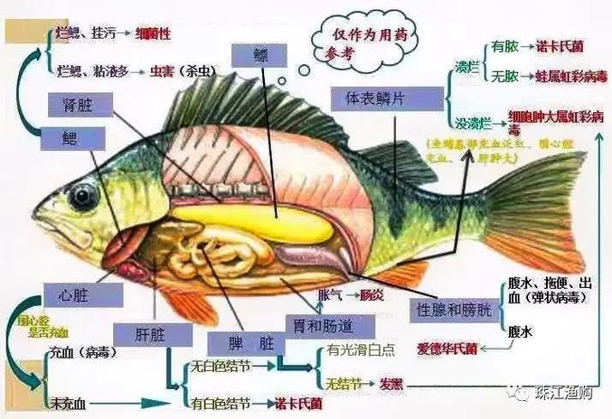 鱼的养殖技术