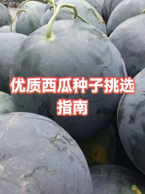 西瓜挑选方法妙招