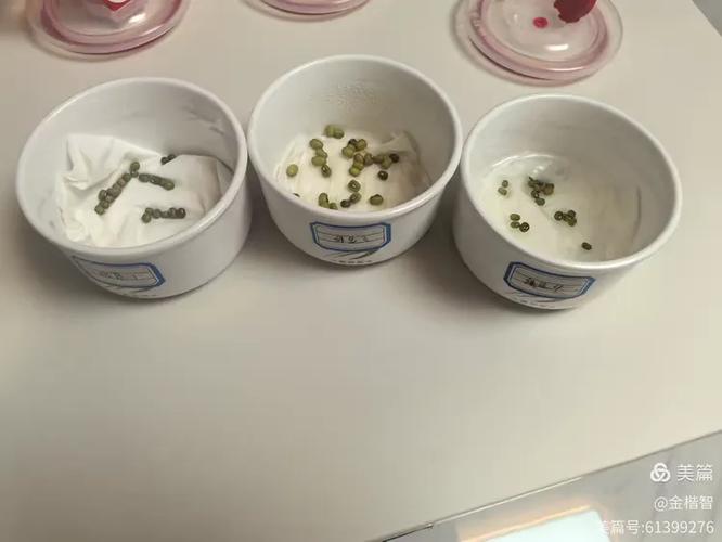 种子萌发实验视频