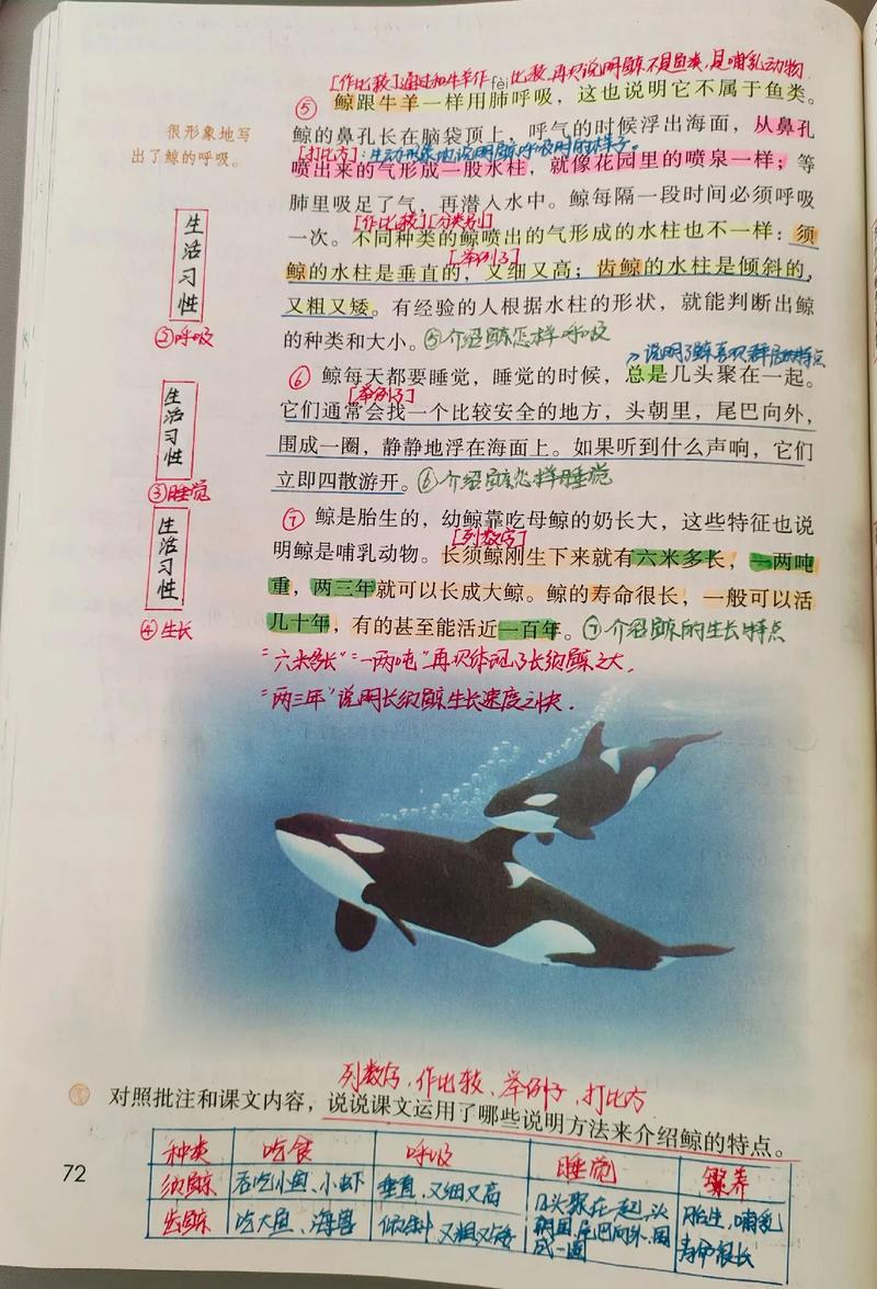 浮鲸的心愿全文