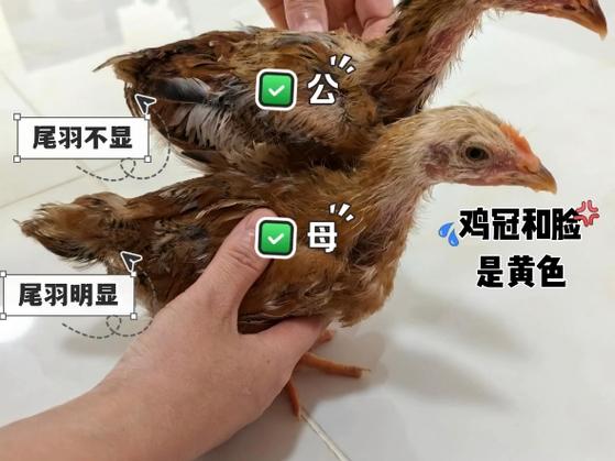 斗鸡哪种打法最好小鸡怎么看出来