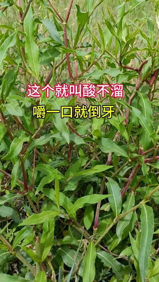 酸不溜除草最忌三种东西