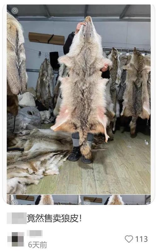 传说郊狼皮可以干嘛
