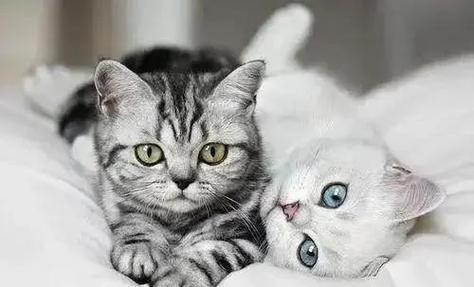 主人把猫丢了猫会恨主人吗