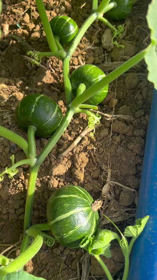贝贝南瓜种植方法和时间游戏截图