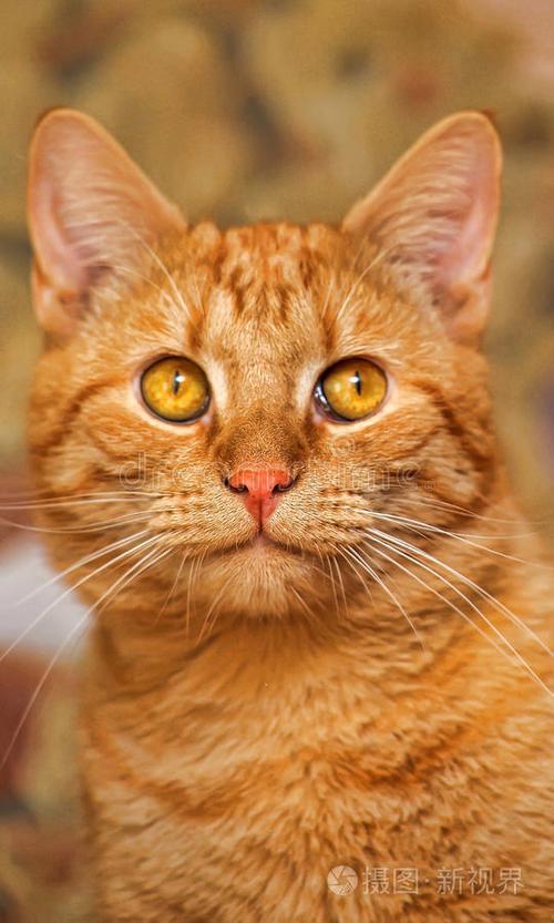 眼睛橙色的猫是什么品种