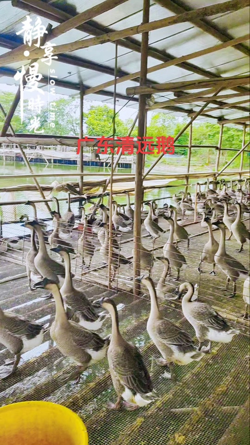 附近的养鹅场