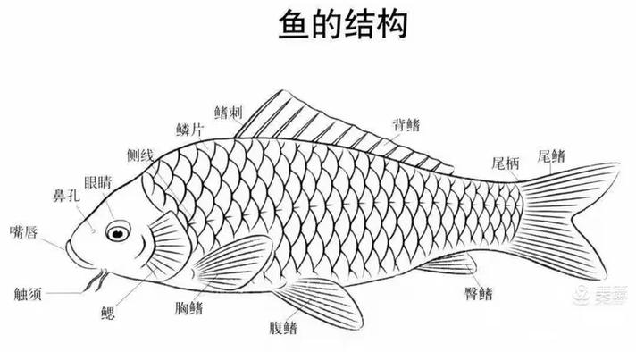 鲫鱼鳞片结构示意图
