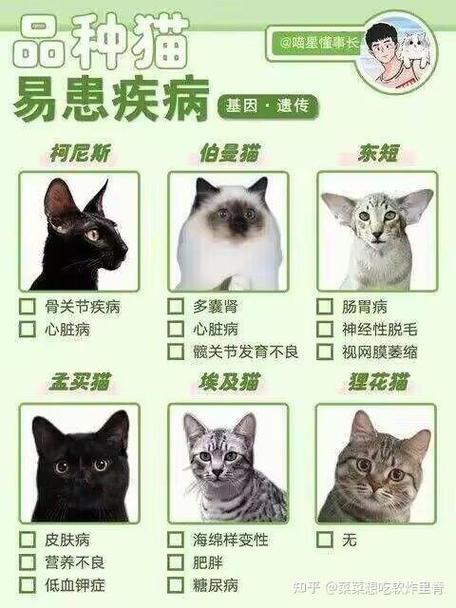 宠物猫的品种图片大全