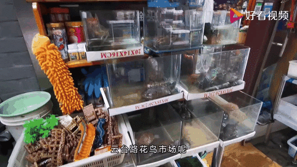 上海十大花鸟市场排名