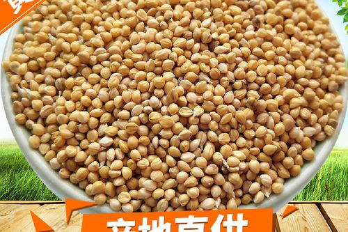 带壳小米叫什么名字
