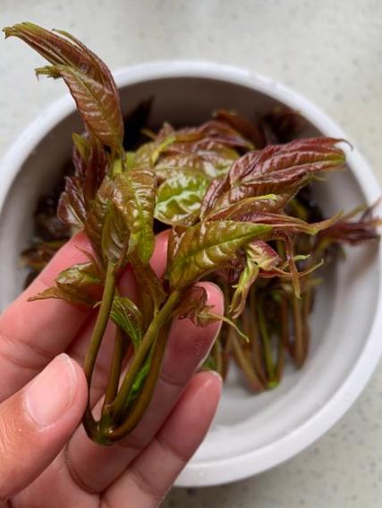 肺结节能吃香椿吗