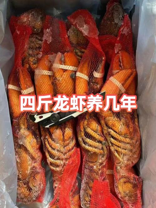 4个人吃龙虾大概多少斤