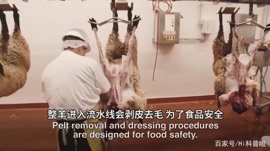 杀羊退毛大全视频