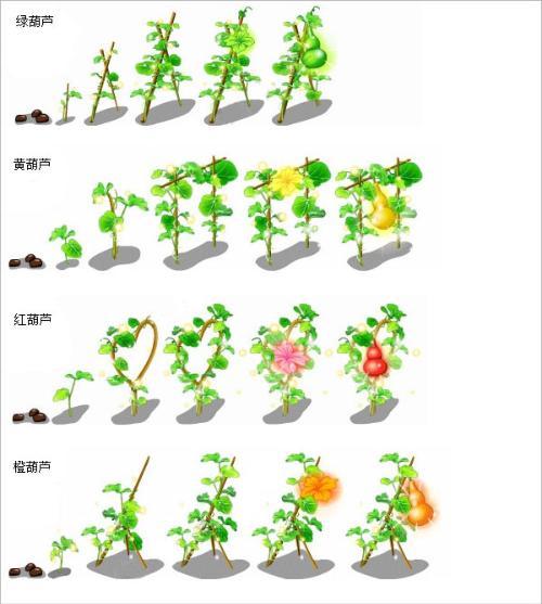 葫芦生长过程